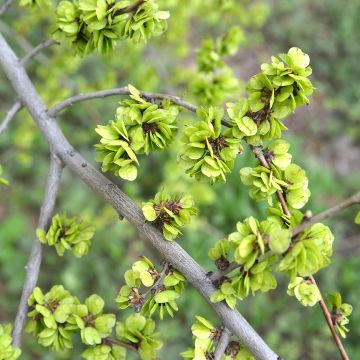 Ulmus pumila - Siberische iep