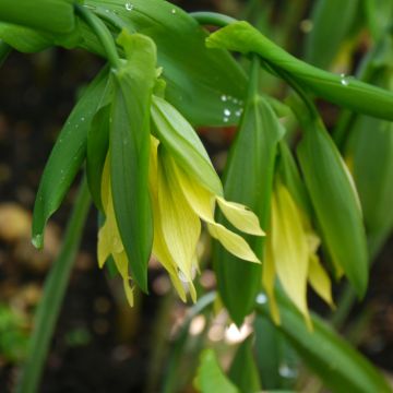 Uvularia grandiflora var. pallida - Huigkruid