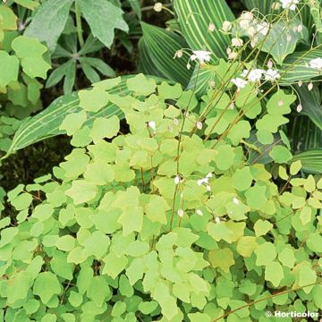 Vancouveria hexandra - Vancouveria