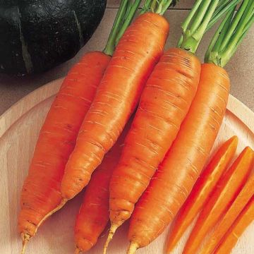 Wortel Bangor (zaad)