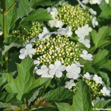 Viburnum opulus Compactum - Gelderse roos