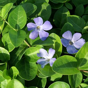 Vinca minor Grüner Teppich - Kleine maagdenpalm
