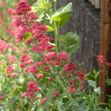 Centranthus ruber Coccineus - Rode valeriaan