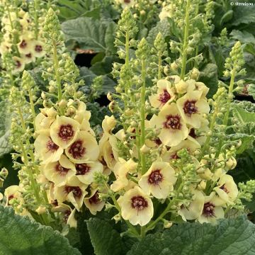 Verbascum Dark Eyes - Toorts