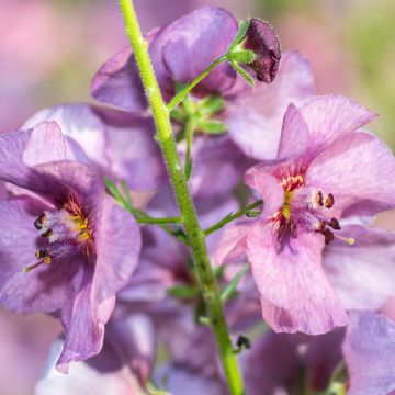 Verbascum Pink Domino - Toorts