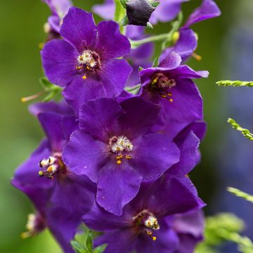 Verbascum phoeniceum Violetta - Paarse toorts