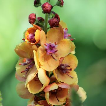 Verbascum Clementine - Toorts