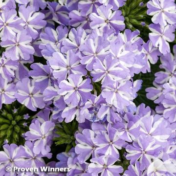 Verbena Virgo Lavender Star - Hangverbena