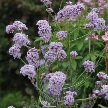 Verbena bonariensis Cloud - Reuzenverbena
