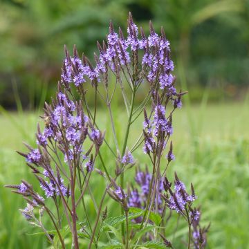 Verbena hastata - Blauwe verbena