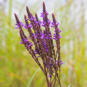 Verbena hastata Blue Spires - Blauwe verbena