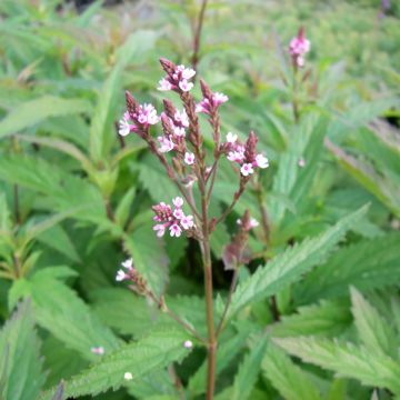Verbena hastata Pink Spires - Blauwe verbena
