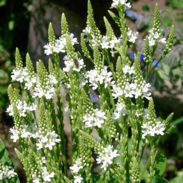 Verbena hastata White Spires - Blauwe verbena