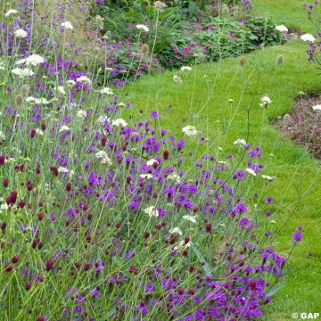 Verbena rigida Venosa - IJzerhard rugueuse