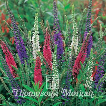 Veronica Mixed Colours (zaad) - Ereprijs
