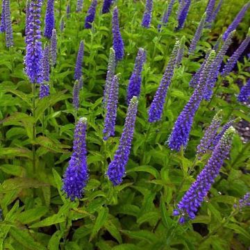Veronica Sunny Border Blue - Ereprijs