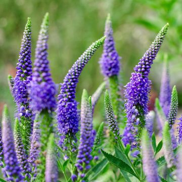 Veronica longifolia First Glory - Lange ereprijs