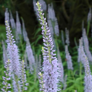 Veronica longifolia Lila Karina - Lange ereprijs