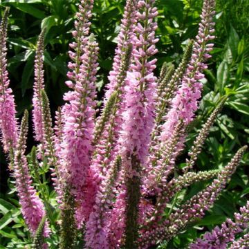 Veronica longifolia Pink Damask - Lange ereprijs