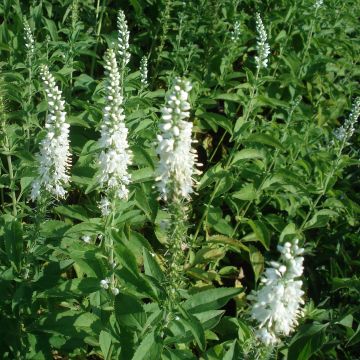 Veronica longifolia Schneeriesin - Lange ereprijs