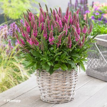 Veronica spicata Bubblegum Candles - Aar-ereprijs