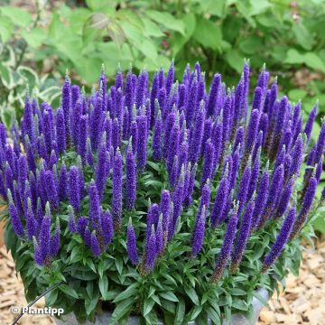 Veronica spicata Royal Candles Glory - Aar-ereprijs