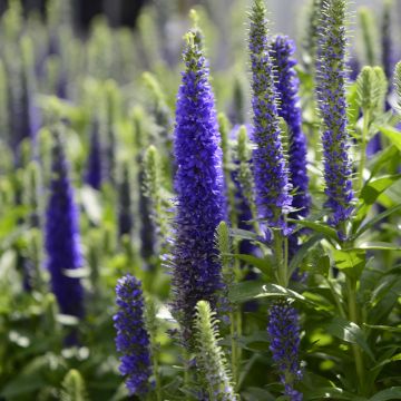 Veronica spicata Royal Candles Glory - Aar-ereprijs