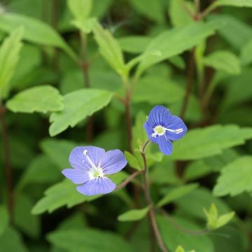 Veronica umbrosa Georgia Blue - Ereprijs