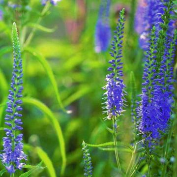 Veronica longifolia - Lange ereprijs
