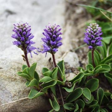 Veronica allionii - Ereprijs
