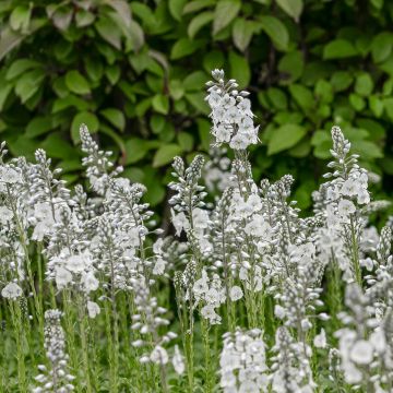 Veronica gentianoides Tissington White - Gentiaan-ereprijs
