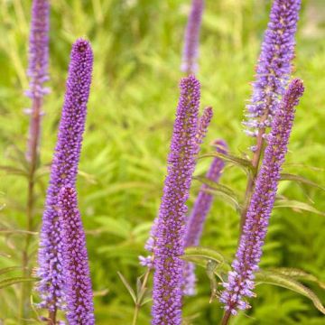 Veronicastrum virginicum Red Arrows - Virginische ereprijs