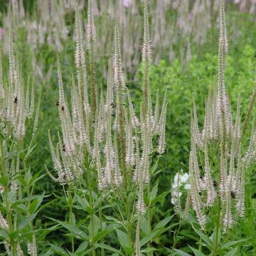 Veronicastrum virginicum Lavendelturm - Virginische ereprijs
