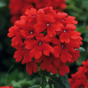 Verbena Endurascape Lava Red - Hangverbena