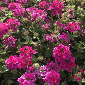 Verbena Endurascape Magenta - Hangverbena