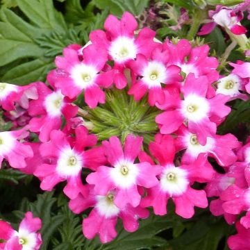 Verbena Virgo Candy Cane - Hangverbena