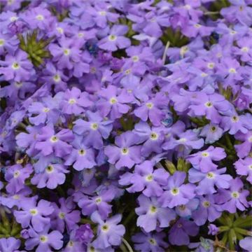 Verbena Virgo Sky Blue - Hangverbena