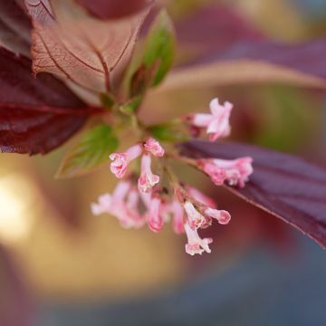 Viburnum Sweet Talker - Wintersneeuwbal
