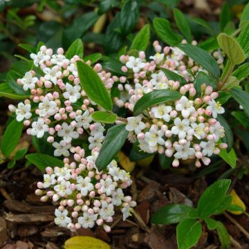 Viburnum burkwoodii Conoy - Sneeuwbal