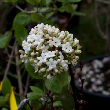 Viburnum x carlcephalum - Sneeuwbal