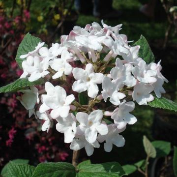 Viburnum carlesii Aurora - Koreaanse sneeuwbal