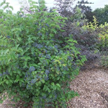 Viburnum dentatum Blue Muffin - Sneeuwbal