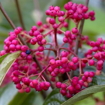 Viburnum nudum Brandywine - Sneeuwbal