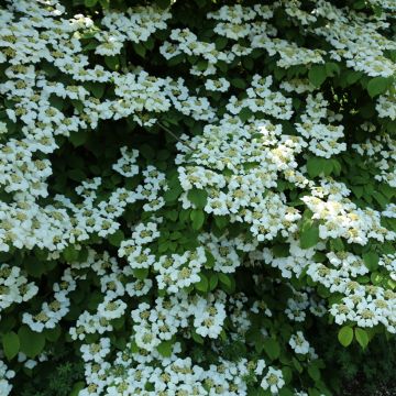 Viburnum plicatum Cascade - Japanse sneeuwbal