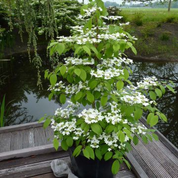 Viburnum plicatum Kilimanjaro - Japanse sneeuwbal