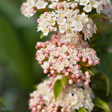 Viburnum tinus Eve Price - Lauriersneeuwbal