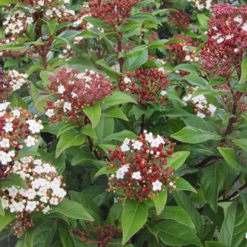 Viburnum tinus Lisarose - Lauriersneeuwbal