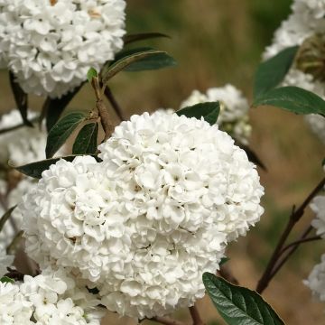 Viburnum Eskimo - Sneeuwbal