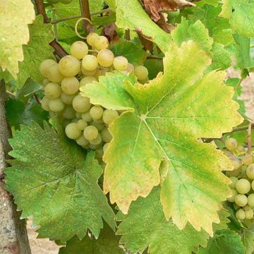Vitis Perle de Csaba - Wijnstok