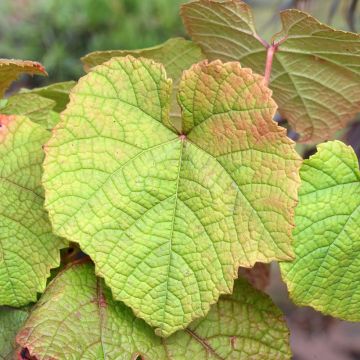 Vitis riparia - Rivier-druif